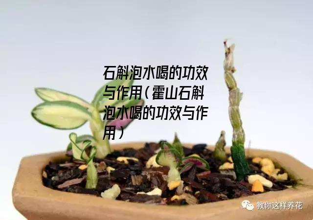 石斛泡水喝的功效与作用