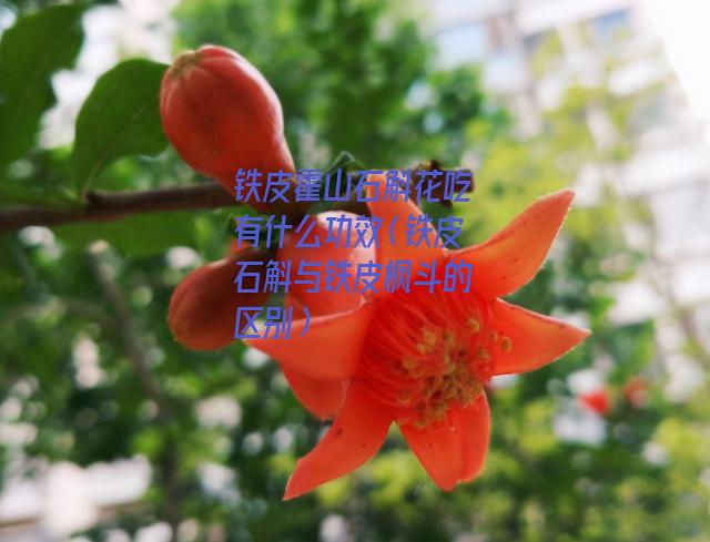 铁皮霍山石斛花吃有什么功效