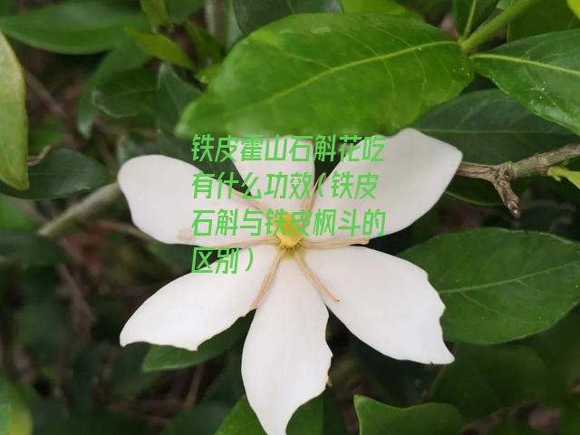 铁皮霍山石斛花吃有什么功效