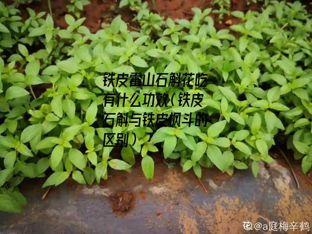 铁皮霍山石斛花吃有什么功效