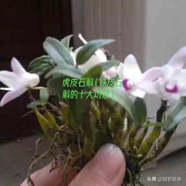 虎皮石斛