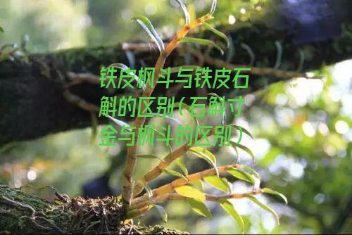 铁皮枫斗与铁皮石斛的区别