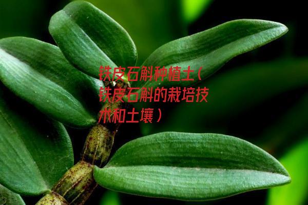 铁皮石斛种植土