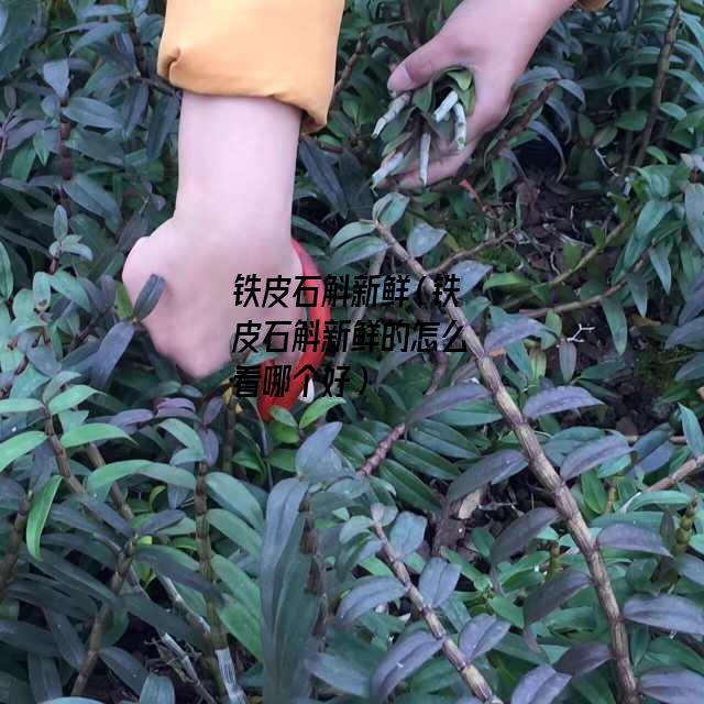 铁皮石斛新鲜