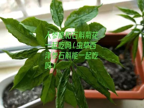 人参能和石斛菊花一起吃吗