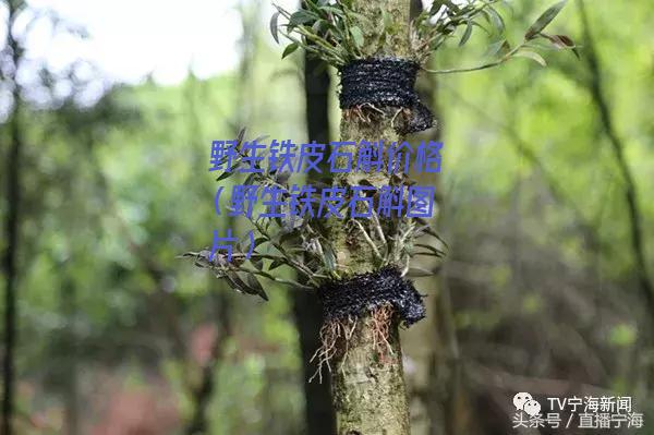 野生铁皮石斛价格