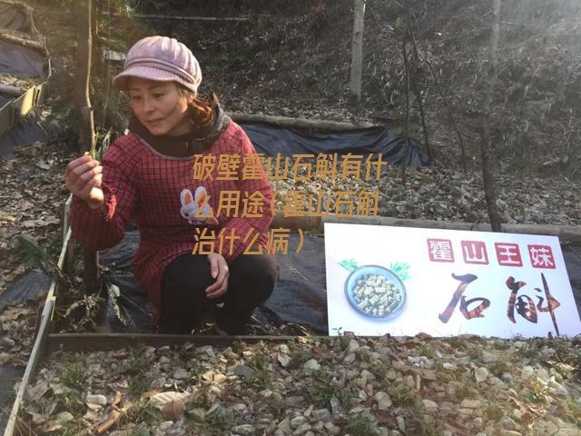 破壁霍山石斛有什么用途