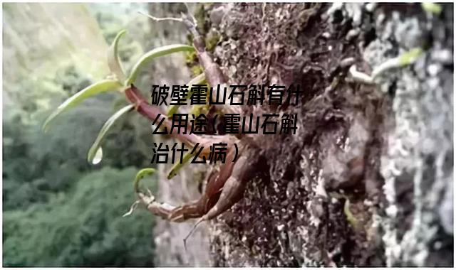 破壁霍山石斛有什么用途