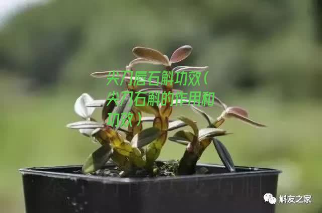 尖刀唇石斛功效