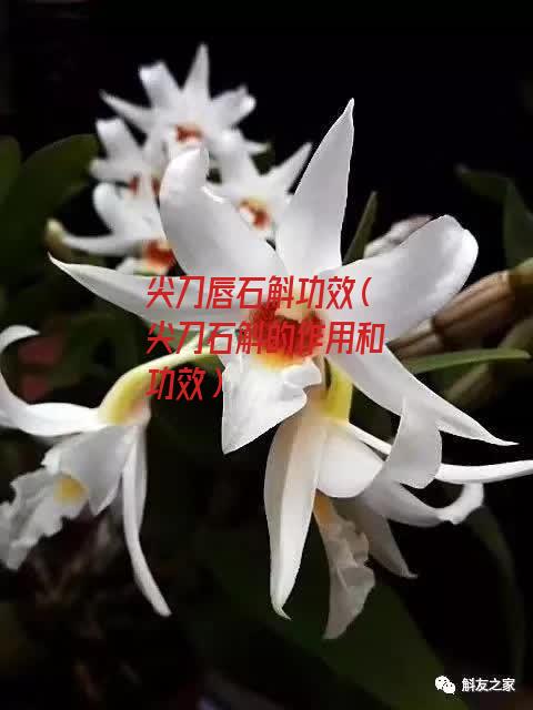 尖刀唇石斛功效