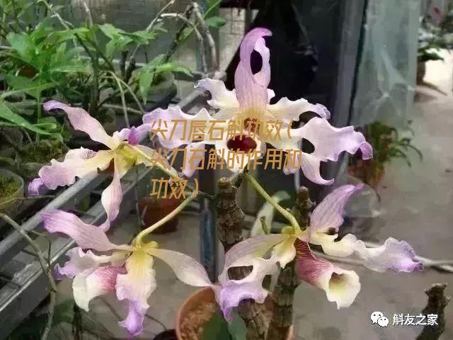 尖刀唇石斛功效