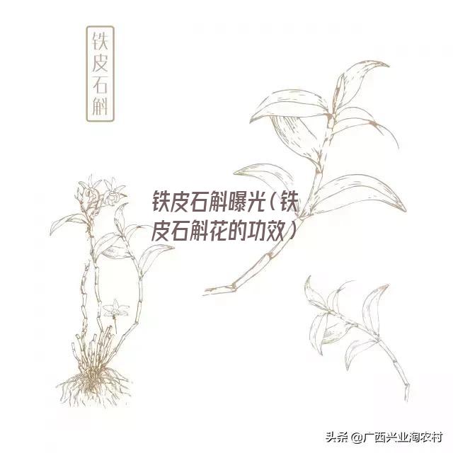 铁皮石斛曝光