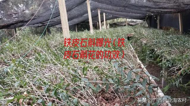 铁皮石斛曝光