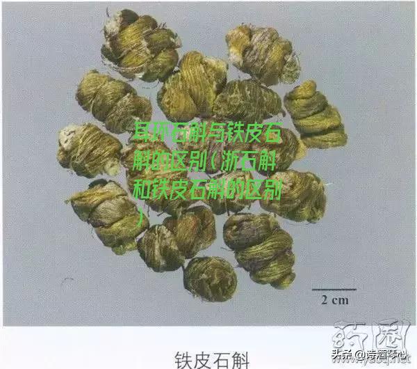 耳环石斛与铁皮石斛的区别