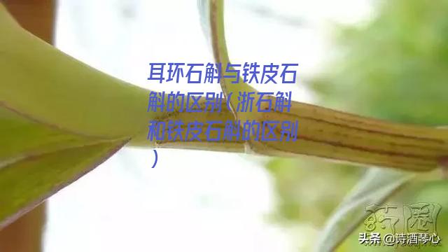 耳环石斛与铁皮石斛的区别