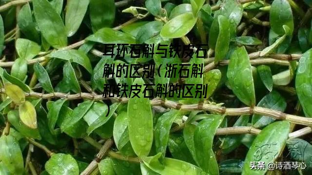 耳环石斛与铁皮石斛的区别