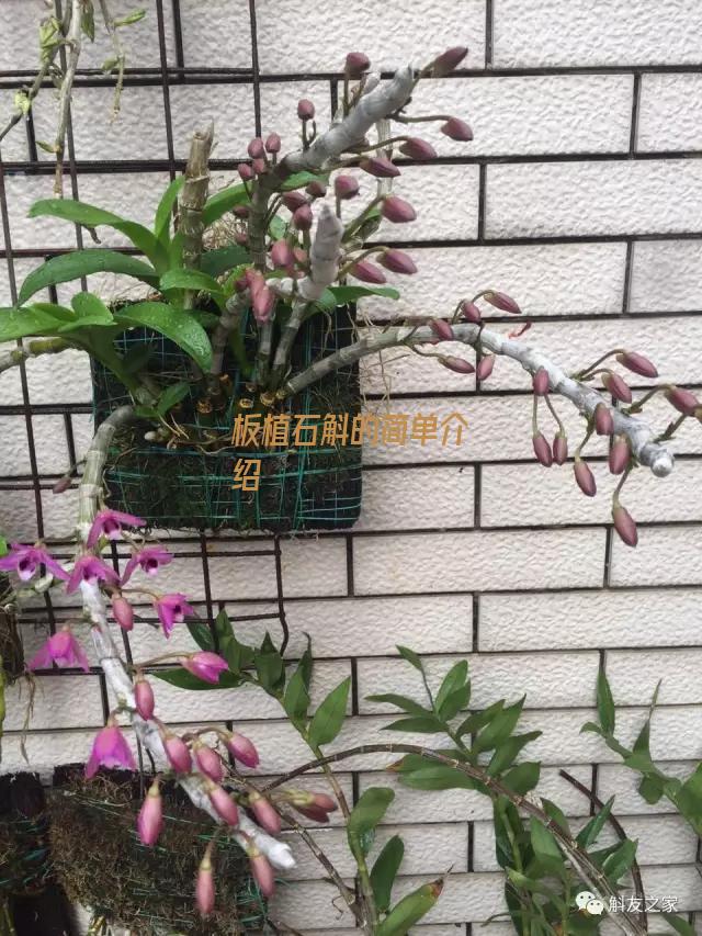 板植石斛