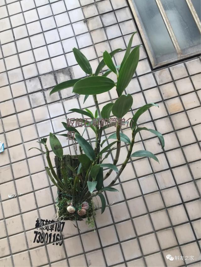 板植石斛