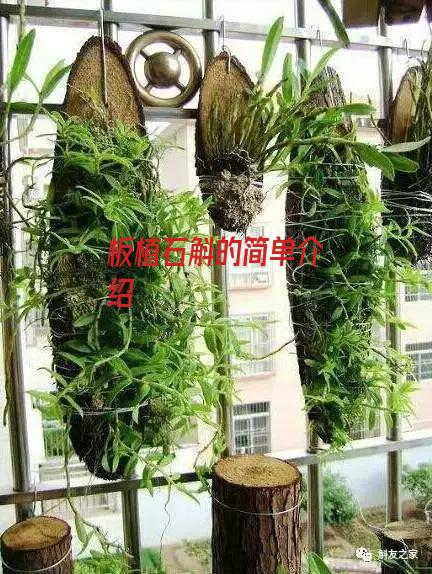 板植石斛