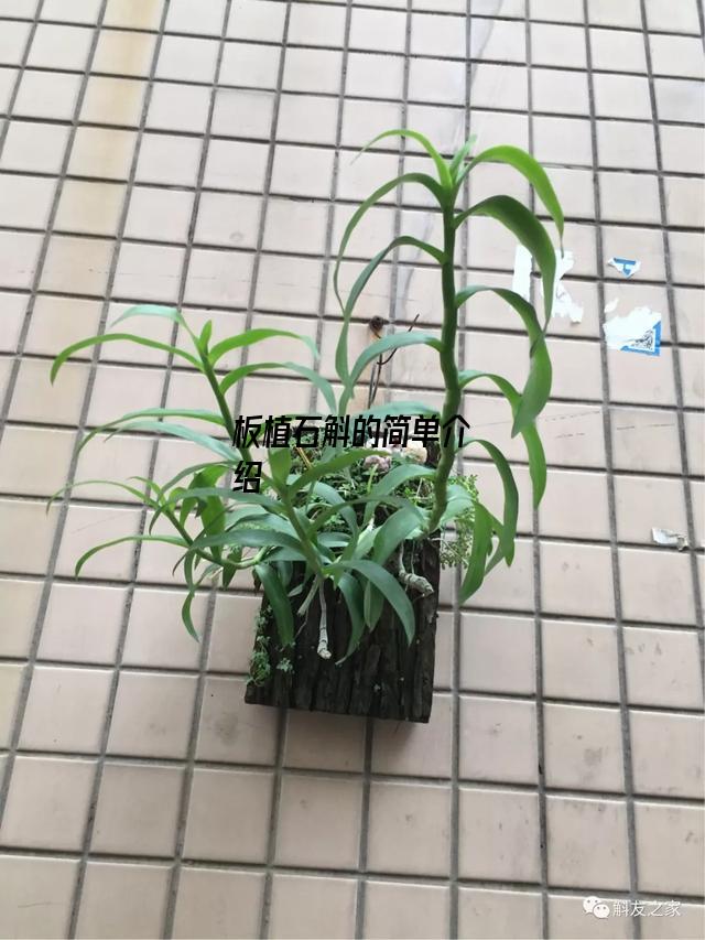 板植石斛