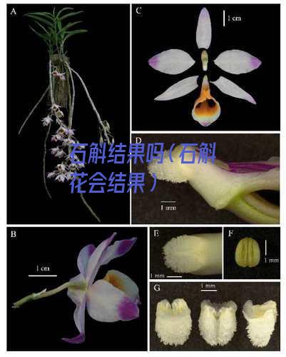 石斛结果吗