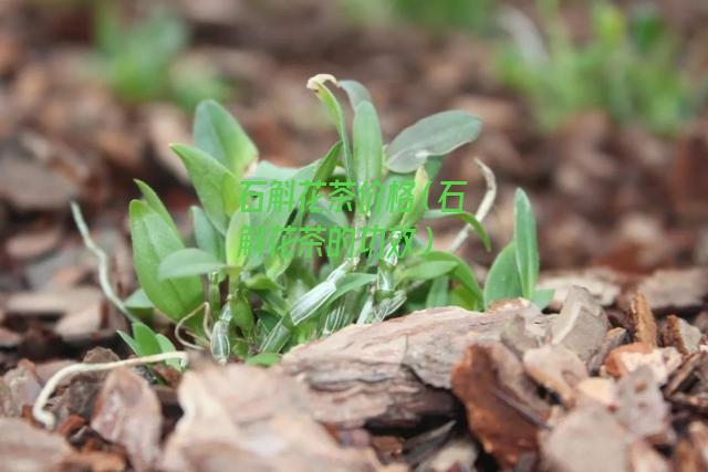 石斛花茶价格