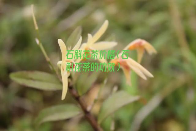 石斛花茶价格