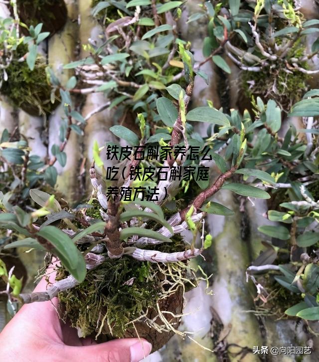 铁皮石斛家养怎么吃