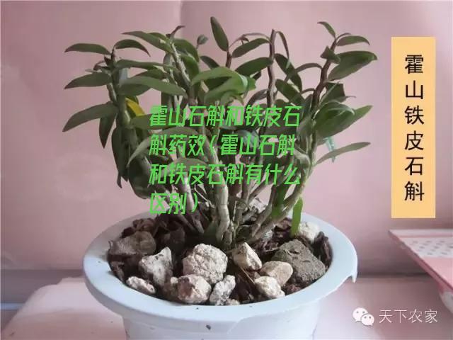 霍山石斛和铁皮石斛药效