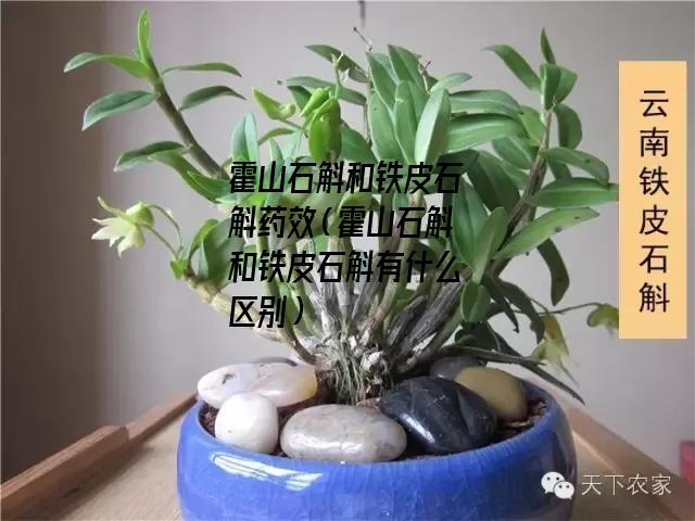 霍山石斛和铁皮石斛药效