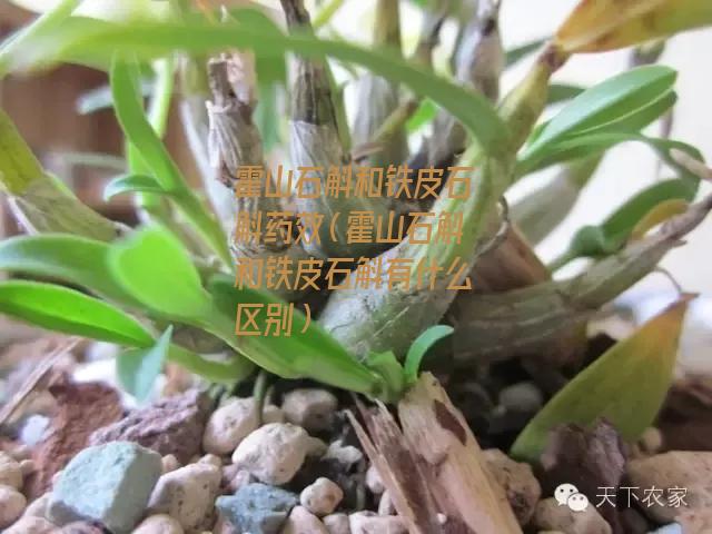 霍山石斛和铁皮石斛药效