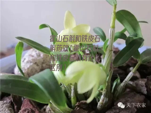 霍山石斛和铁皮石斛药效