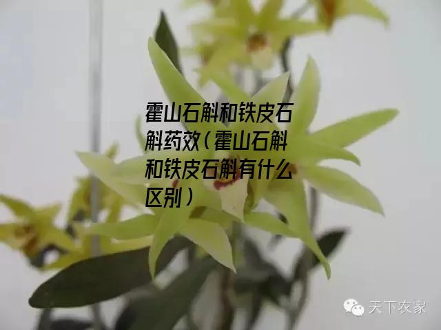 霍山石斛和铁皮石斛药效