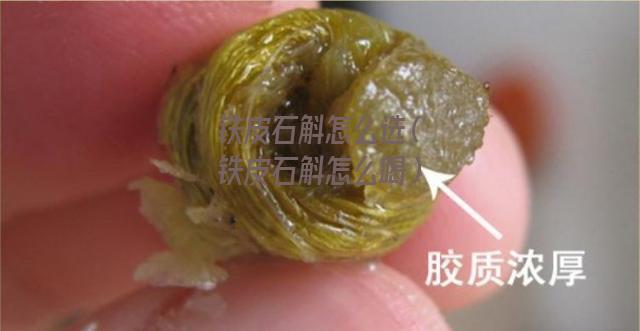 铁皮石斛怎么选