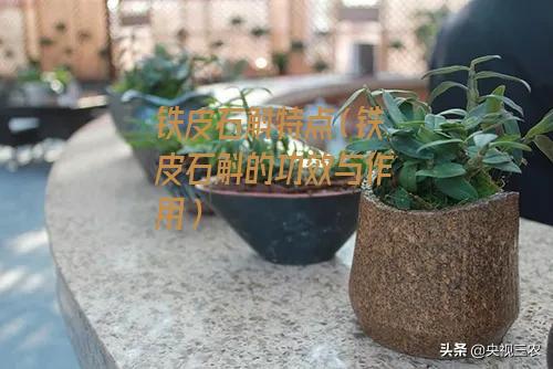 铁皮石斛特点