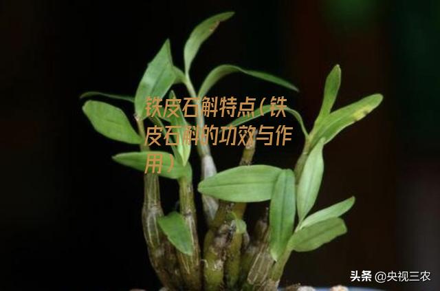 铁皮石斛特点