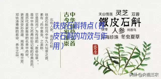 铁皮石斛特点