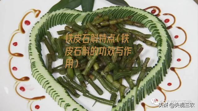 铁皮石斛特点