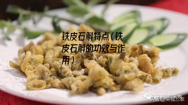 铁皮石斛特点