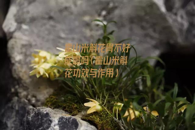 霍山米斛花胃不好能喝吗