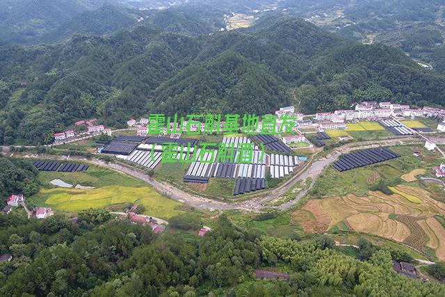 霍山石斛基地直发