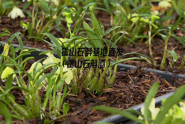 霍山石斛基地直发