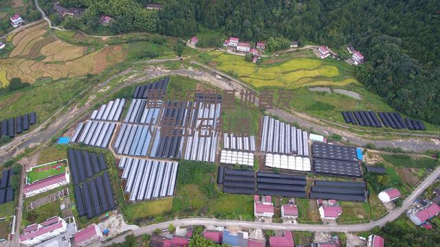 霍山石斛基地直发