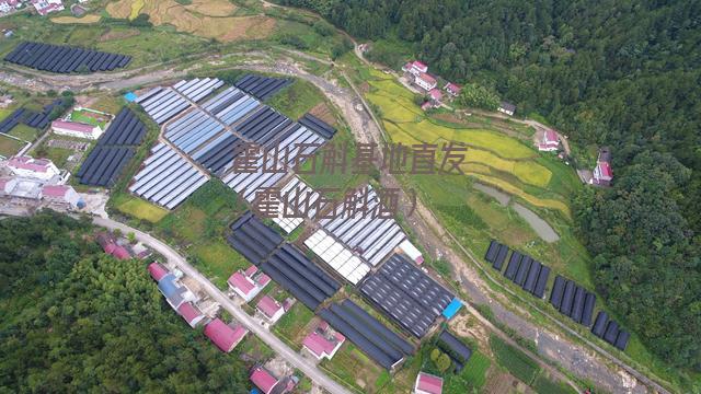 霍山石斛基地直发