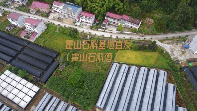 霍山石斛基地直发