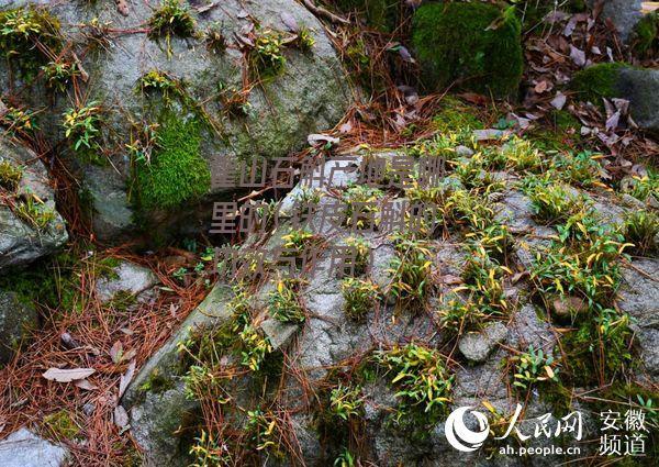 霍山石斛产地是哪里的