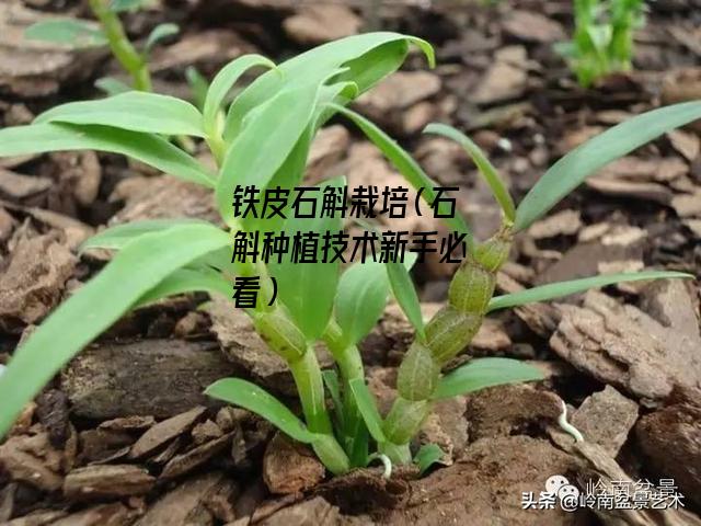 铁皮石斛栽培