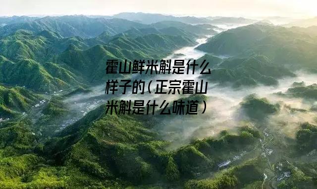 霍山鲜米斛是什么样子的