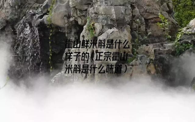 霍山鲜米斛是什么样子的