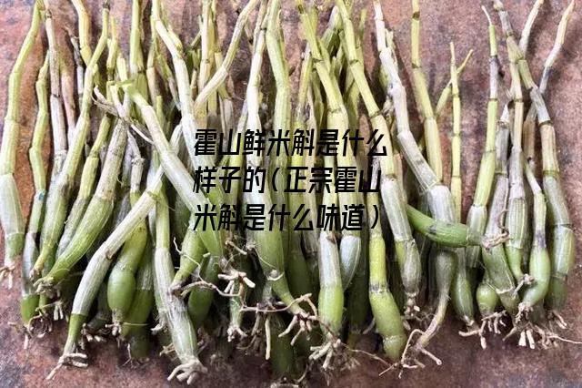 霍山鲜米斛是什么样子的